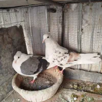 پشت هفت رنگ و سبز و زرد|پرنده|بیرجند, |دیوار