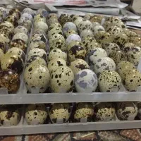 تخم نطفه دار