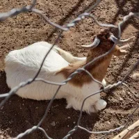 چپشت|حیوانات مزرعه|جیرفت, |دیوار