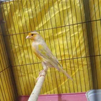 قناری ماده آماده عطیقه|پرنده|شیراز, مسلم|دیوار