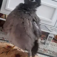 پرنده مرغ مینا