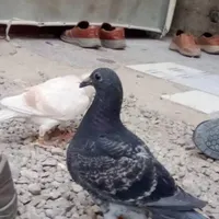 گمشده