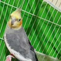 عروس هلندی نر دانه ای  ۷۰۰