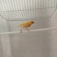 قناری سالم وسرحال