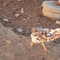 خروس گلین|حیوانات مزرعه|دهاقان, |دیوار