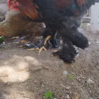خروس برهما پاتریچ