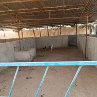 فروش گاوداری ۱۰۰۰متری با پروانه و سند|فروش دفتر صنعتی، کشاورزی، تجاری|کهریزک, |دیوار