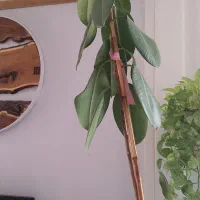 گل فیکوس|گل و گیاه طبیعی|باقرشهر, |دیوار