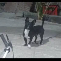 واگزاری سگ پاکوتاه قیمت 3500