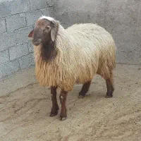 بره بره نر قوچ کاور گوسفند