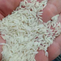 برنج هاشمی صددرصدتضمینی خرید از کشاورز