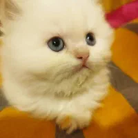 گربه پرشین ردپوینت|گربه|شیراز, معالی‌آباد|دیوار