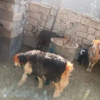 ۳راس بز داشتی آبستن بفروش میرسدقیمت ۳۶ملیون|حیوانات مزرعه|ایذه, |دیوار