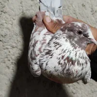 کبوتر . کفتر