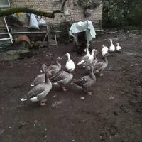 غاز محلی|حیوانات مزرعه|لاهیجان, پردسر|دیوار