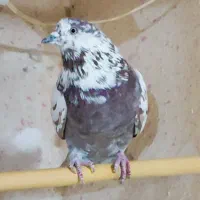 فروش چند عدد حیون کار درست|پرنده|سیرجان, |دیوار