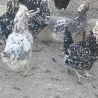 تخم مرغ گلین|حیوانات مزرعه|شهرکرد, |دیوار