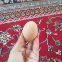 محلی ارگانیک دو رگه نمی باشد