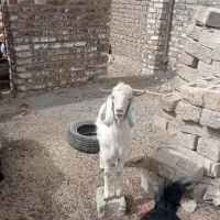 کهره نر|حیوانات مزرعه|زهک, |دیوار