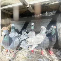 یه گل کبوتر پرشی همه مال یه بوم|پرنده|دشتابی, |دیوار