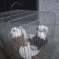 یک جفت کفتر طوقی