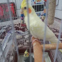 جفت عروس هلندی|پرنده|فردوس (خراسان), |دیوار