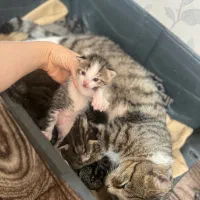 واگذاری گربه و بچه گربه