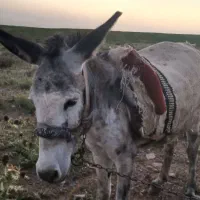 الاغ گله