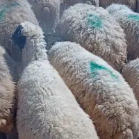 گوسفند سالم و پرواری آماده تحویل