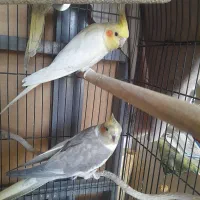 ۲ عدد عروس هلندی بالغ نر سالم و سرحال مست