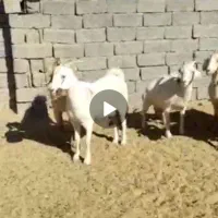 بزسانن|حیوانات مزرعه|درمیان, |دیوار