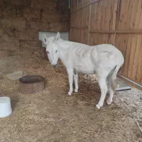 خر ماده|حیوانات مزرعه|مشهد, کوی پلیس|دیوار