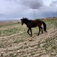 اسب ترکمن دوساله