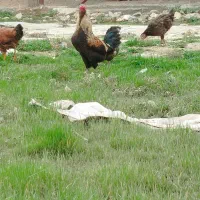 خروس دورگه|حیوانات مزرعه|سرپل ذهاب, |دیوار