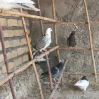 کبوتر|پرنده|گلمکان, |دیوار