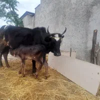 گاو و گوساله