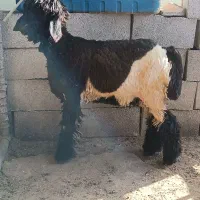 بره ماده داشتی
