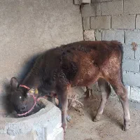 گوساله ۷ ماهه ماده