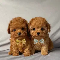 توله پودل توی لوازم دارد.وارداتی از روس.فنجونی