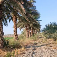 فروش باغ نخل