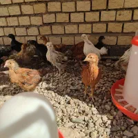 وسایل جوجه کشی و جوجه