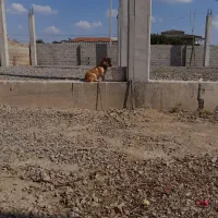 سگ پاکوتاه ماده فحل اومده