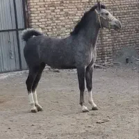 اسب