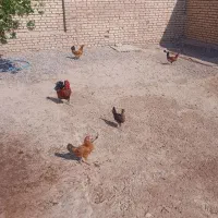 مرغ و خروس|حیوانات مزرعه|کرخه, |دیوار
