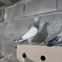 جوجه سینه آبی