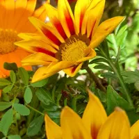 دامداری ۶۰۰ متری کرایه ای