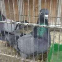 کبوتر|حیوانات|اصفهان, بهارستان|دیوار