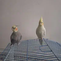 عروس هلندی فروشی