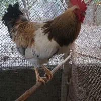 فروش خروس سنگین وزن گلپایگانی