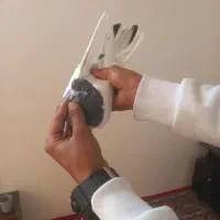 سه عدد تهرانی درجه یک|پرنده|بروجرد, |دیوار